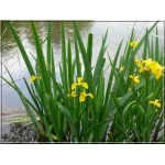 Iris pseudacorus - Kosaciec żółty - Irys żółty - żółte, wys. 120, kw. 5/7 FOTO
