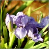 Iris pumila Blue Denim - Kosaciec niski Blue Denim - niebieskie, wys. 25, kw. 4/5 FOTO