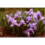 Iris pumila Blue Denim - Kosaciec niski Blue Denim - niebieskie, wys. 25, kw. 4/5 FOTO