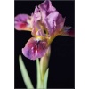 Iris pumila Cherry Garden - Kosaciec niski Cherry Garden - Irys niski Cherry Garden - czerwone, wys. 20, kw 4/5 FOTO 
