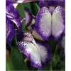 Iris pumila Petite Polka - Kosaciec niski Petite Polka - fioletowe, wys. 20, kw. 4/5 FOTO 