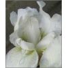 Iris pumila Schwanensee - Kosaciec niski Schwanensee - białe, wys. 40, kw. 5/6 FOTO