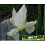 Iris sibirica Alba - Irys Kosaciec syberyjski Alba - białe, wys. 70, kw. 6/7 FOTO