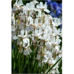 Iris sibirica Alba - Irys Kosaciec syberyjski Alba - białe, wys. 70, kw. 6/7 FOTO