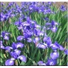 Iris sibirica Annick - Kosaciec syberyjski Annick - Irys syberyjski Annick - niebieske, wys. 60, kw. 5/6 FOTO