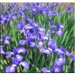 Iris sibirica Annick - Kosaciec syberyjski Annick - Irys syberyjski Annick - niebieske, wys. 60, kw. 5/6 FOTO