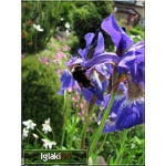 Iris sibirica - Kosaciec syberyjski - Irys syberyjski - niebieski, niebiesko-fioletowy wys 70, kw 5/7 FOTO