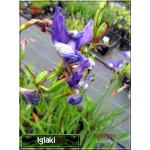 Iris sibirica - Kosaciec syberyjski - Irys syberyjski - niebieski, niebiesko-fioletowy wys 70, kw 5/7 FOTO