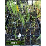 Iris sibirica - Kosaciec syberyjski - Irys syberyjski - niebieski, niebiesko-fioletowy wys 70, kw 5/7 C0,5