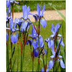 Iris sibirica Perry’s Blue - Kosaciec syberyjski Perry’s Blue - Irys syberyjski Perry’s Blue - niebieski, wys 100, kw 5/6 FOTO  