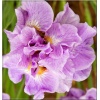 Iris sibirica Pink Parfait - Kosaciec syberyjski Pink Parfait - Irys syberyjski Pink Parfait - różowy, wys 70, kw 5/7 FOTO