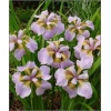 Iris sibirica Rikugi Sakura - Kosaciec syberyjski Rikugi Sakura - Irys syberyjski Rikugi Sakura - dwubarny, wys. 60, kw 5/6 FOTO  