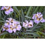 Iris sibirica Rikugi Sakura - Kosaciec syberyjski Rikugi Sakura - Irys syberyjski Rikugi Sakura - dwubarny, wys. 60, kw 5/6 FOTO  