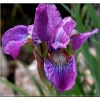 Iris sibirica Rose Quest - Kosaciec syberyjski Rose Quest - Irys syberyjski Rose Quest - różowo-purpurowe, wys. 70, kw. 8/9 FOTO 