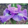 Iris sibirica Rosy Bows - Kosaciec syberyjski Rosy Bows - Irys syberyjski Rosy Bows - różowo-fioletowe, wys. 60, kw. 5/6 FOTO 