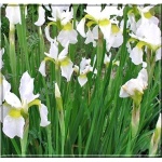 Iris sibirica Snow Queen - Kosaciec syberyjski Snow Queen - Irys syberyjski Snow Queen - białe FOTO