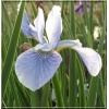 Iris sibirica Soft Blue - Kosaciec syberyjski Soft Blue - Irys syberyjski Soft Blue - jasnoniebieski, wys. 100, kw. 6/7 FOTO