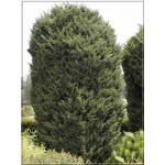 Juniperus chinensis Blaauw - Jałowiec chiński Blaauw FOTO 