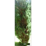 Juniperus chinensis Blaauw - Jałowiec chiński Blaauw FOTO 