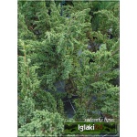 Juniperus chinensis Blue Alps - Jałowiec chiński Blue Alps FOTO