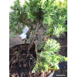Juniperus chinensis Blue Point - Jałowiec chiński Blue Point FOTO