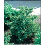 Juniperus chinensis Blue Alps - Jałowiec chiński Blue Alps FOTO