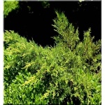 Juniperus chinensis Daub\'s Frosted - Jałowiec chiński Daub\'s Frosted - Juniperus pfitzeriana Daub\'s Frosted - Jałowiec pośredni Daub\'s Frosted FOTO