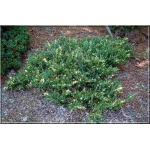 Juniperus chinensis Expansa Variegata - Jałowiec chiński Expansa Variegata - Juniperus davurica Expansa Variegata - Jałowiec davurica Expansa Variegata FOTO