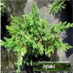 Juniperus chinensis Expansa Variegata - Jałowiec chiński Expansa Variegata - Juniperus davurica Expansa Variegata - Jałowiec davurica Expansa Variegata FOTO