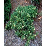 Juniperus chinensis Expansa Aureospicata - Jałowiec chiński Expansa Aureospicata FOTO