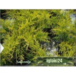 Juniperus chinensis Kuriwao Gold - Jałowiec chiński Kuriwao Gold - Juniperus pfitzeriana Kuriwao Gold - Jałowiec pośredni Kuriwao Gold FOTO