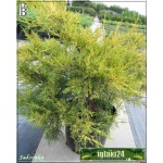 Juniperus chinensis Kuriwao Gold - Jałowiec chiński Kuriwao Gold - Juniperus pfitzeriana Kuriwao Gold - Jałowiec pośredni Kuriwao Gold FOTO