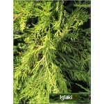 Juniperus chinensis Kuriwao Gold - Jałowiec chiński Kuriwao Gold - Juniperus pfitzeriana Kuriwao Gold - Jałowiec pośredni Kuriwao Gold C2 20-40cm 