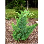 Juniperus chinensis Monarch - Jałowiec chiński Monarch FOTO 