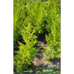Juniperus chinensis Monarch - Jałowiec chiński Monarch FOTO 