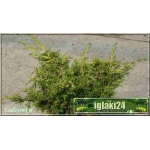 Juniperus chinensis Plumosa Aurea - Jałowiec chiński Plumosa Aurea FOTO