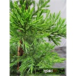 Juniperus chinensis Pyramidalis - Jałowiec chiński Pyramidalis FOTO