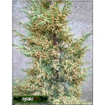 Juniperus chinensis Pyramidalis - Jałowiec chiński Pyramidalis FOTO