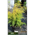 Juniperus communis Gold Cone - Jałowiec pospolity Gold Cone C3 20-30cm
