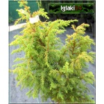 Juniperus communis Gold Cone - Jałowiec pospolity Gold Cone C3 20-30cm