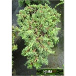 Juniperus communis Green Carpet - Jałowiec pospolity Green Carpet FOTO