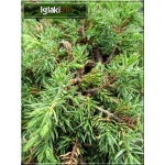Juniperus communis Green Carpet - Jałowiec pospolity Green Carpet FOTO