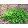 Juniperus Communis Greenmantle - Jałowiec Pospolity Greenmantle FOTO