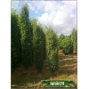 Juniperus communis Hibernica - Jałowiec pospolity Hibernica FOTO