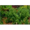 Juniperus communis Horstmann - Jałowiec pospolity Horstmann FOTO