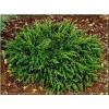Juniperus communis Repanda - Jałowiec pospolity Repanda FOTO