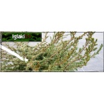 Juniperus communis Repanda - Jałowiec pospolity Repanda C3 20-30x30-40cm