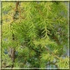 Juniperus communis Zeal - Jałowiec pospolity Zeal FOTO