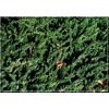 Juniperus conferta Emerald Sea - Jałowiec nadbrzeżny Emerald Sea FOTO