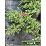 Juniperus conferta Schlager - Jałowiec nadbrzeżny Schlager FOTO